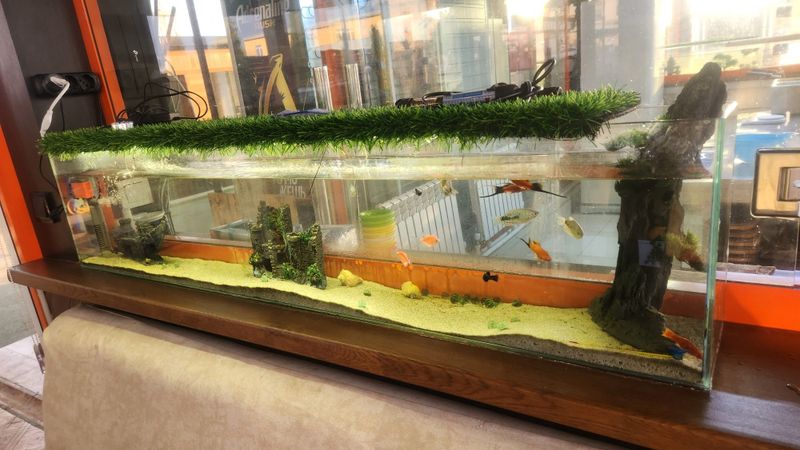Akvariumlar sotiladi har xili bor baliqlari bilan ham sotiladi
