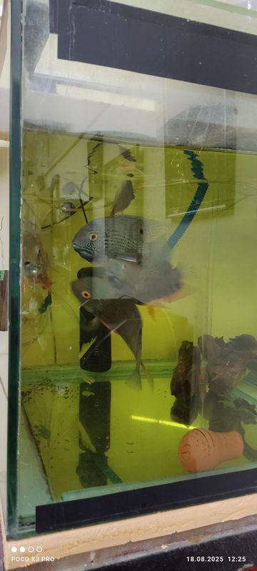 Ложный дискус пара продаётся