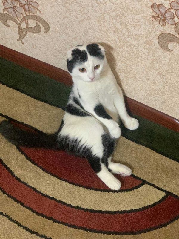 Кот Скоттиш фолд Кот Скоттиш фолд