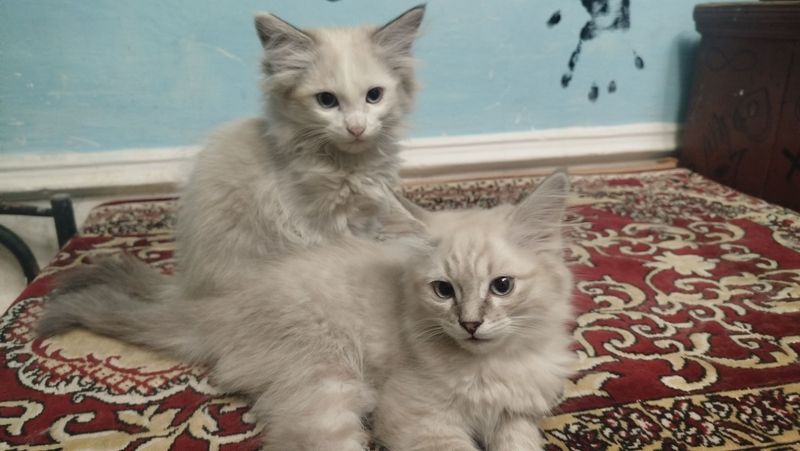 Котята очень игрымы,пародисты,и любви обильные! Котята очень игрымы,пародисты,и любви обильные!