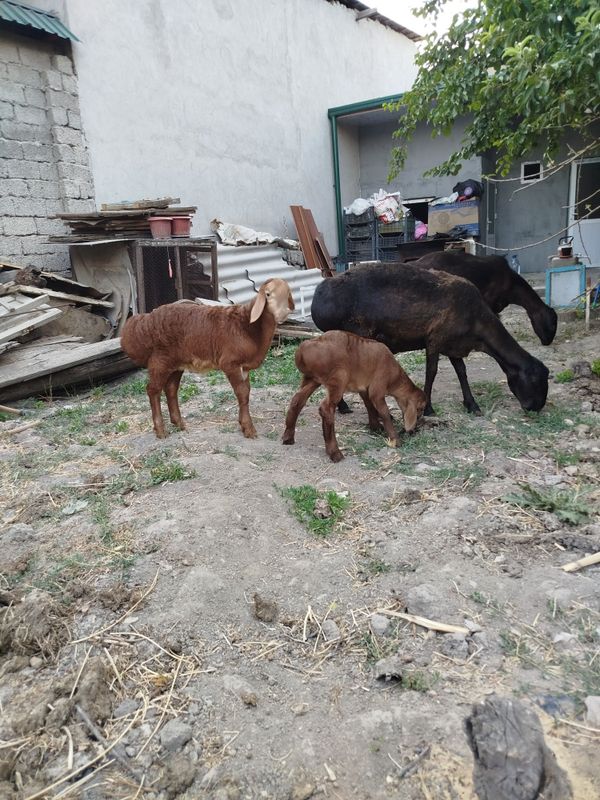 Qoylar sotiladi xammasi birga Qoylar sotiladi xammasi birga