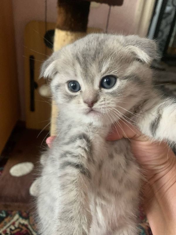 Продается котенок шотландская вислоухая.