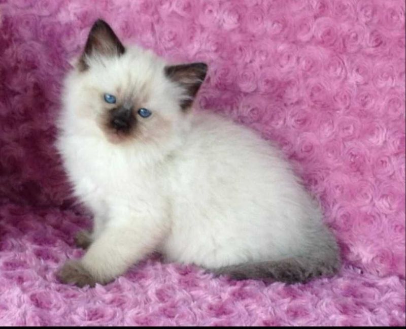 Котенок сиамский Котенок сиамский