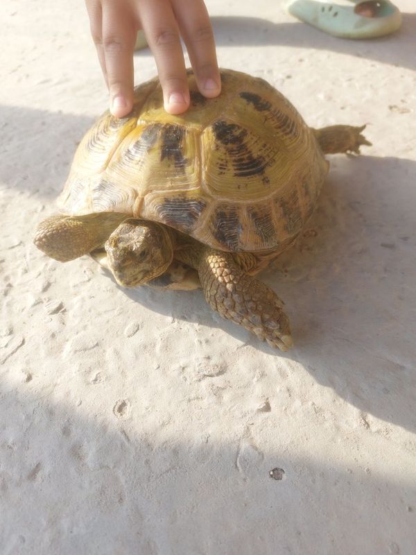 Uy hayvoni Toshbaqa