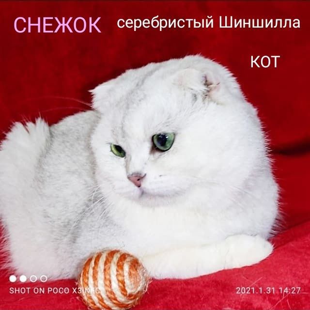 Скотиш Фолд Шиншиллы на вязку