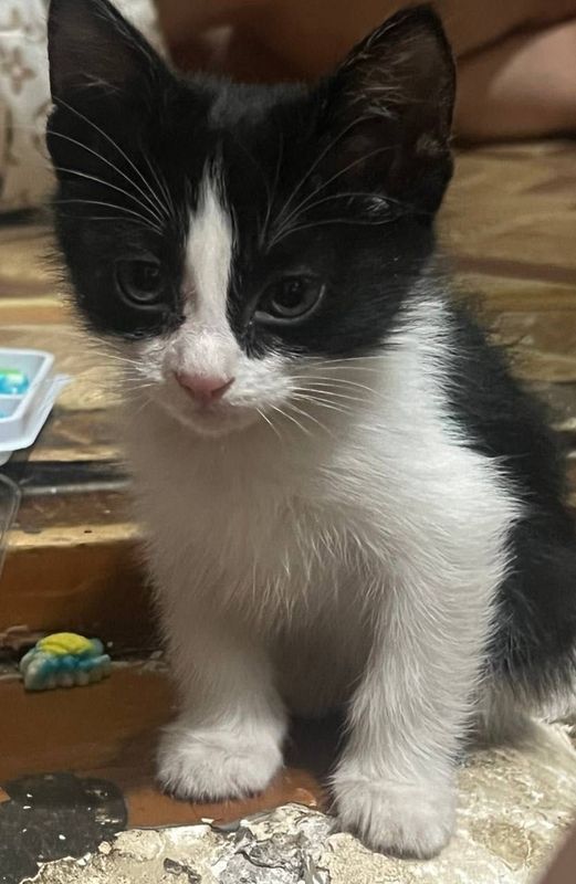 Котята домашние маленькие Котята домашние маленькие