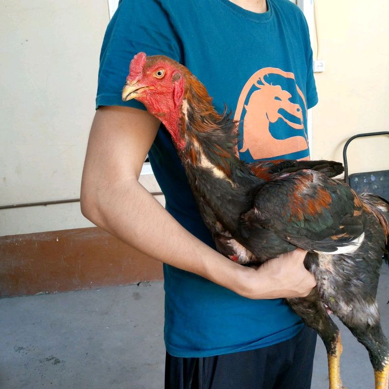 shamo bilan karis bolasi sotiladi shamo bilan karis bolasi sotiladi