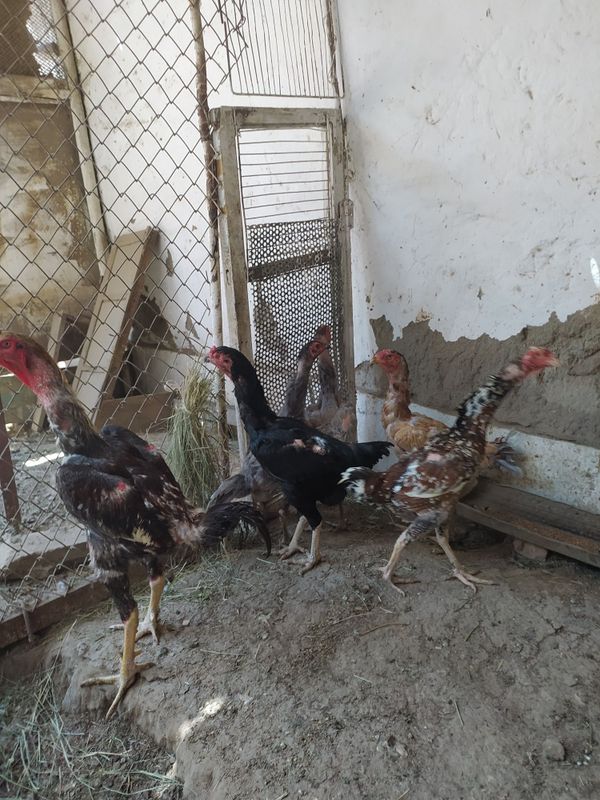 O shamo kulangi va Mramir tovuq tuxumlari