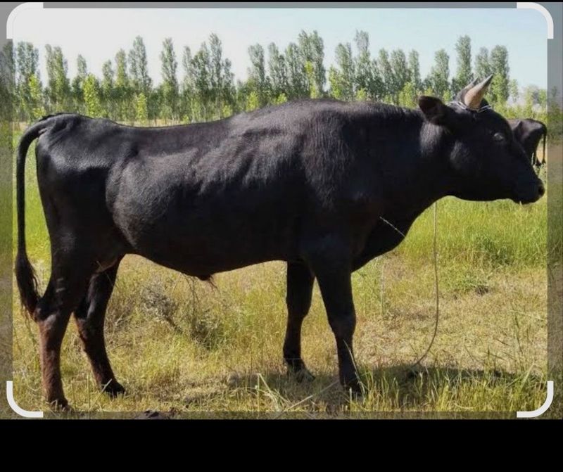 Buqa sotiladi...
