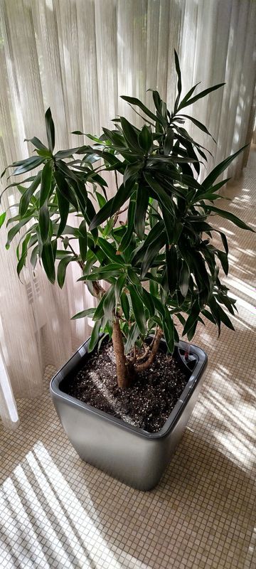 Продам офисные цветы срочно!!! Год назад купил. Продам офисные цветы срочно!!! Год назад купил.