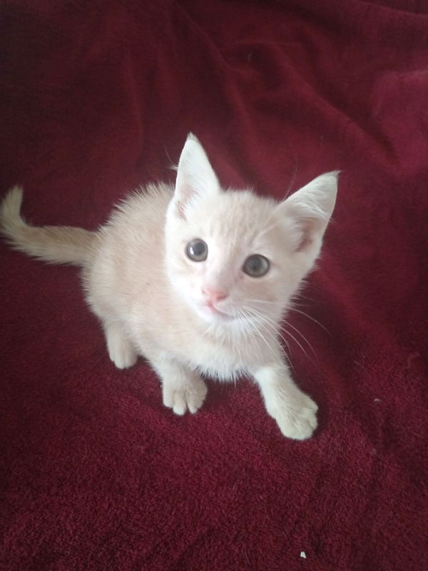 Котенок 1.5 месяца домашний, мальчик Котенок 1.5 месяца домашний, мальчик