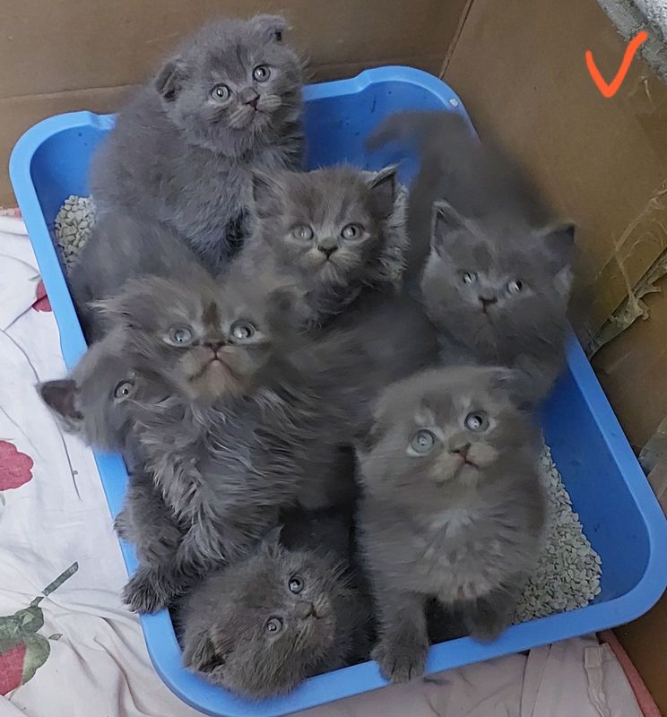 Продаются Шотландские Скотиш-Фолд и Скотиш-Страйт котята Продаются Шотландские Скотиш-Фолд и Скотиш-Страйт котята