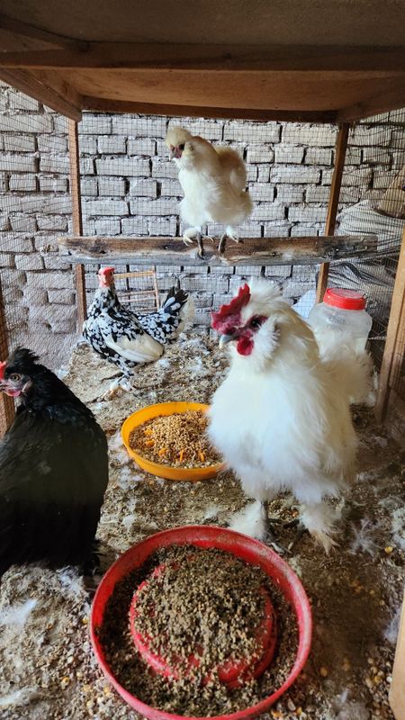 Yapon tovuqlar sotiladi Yapon tovuqlar sotiladi