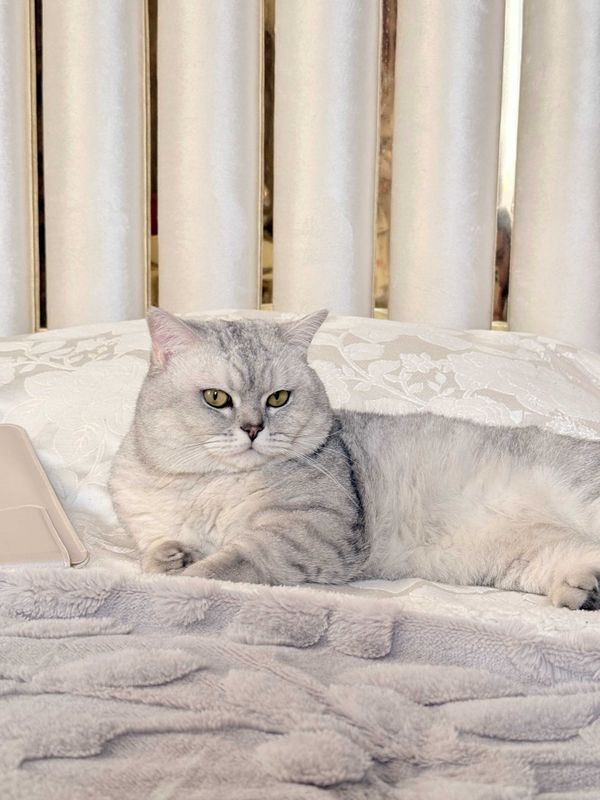 Великолепный кот Casper (Шиншилла) ищет себе прекрасную леди Великолепный кот Casper (Шиншилла) ищет себе прекрасную леди