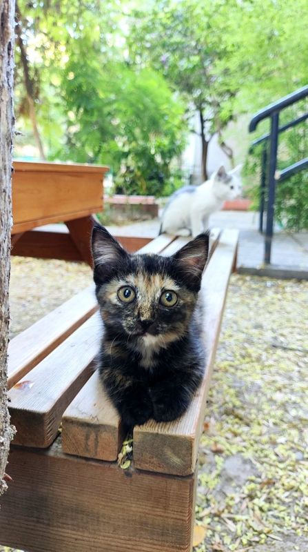 Котёнок черепашка