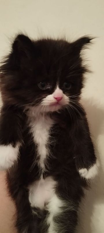Котёнок Пушистик Котёнок Пушистик