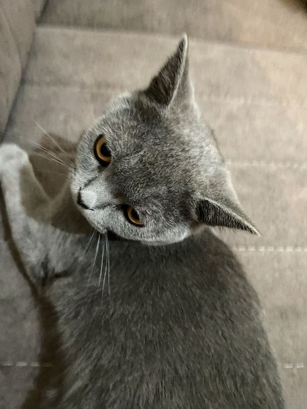 Кошка британец Пуша
