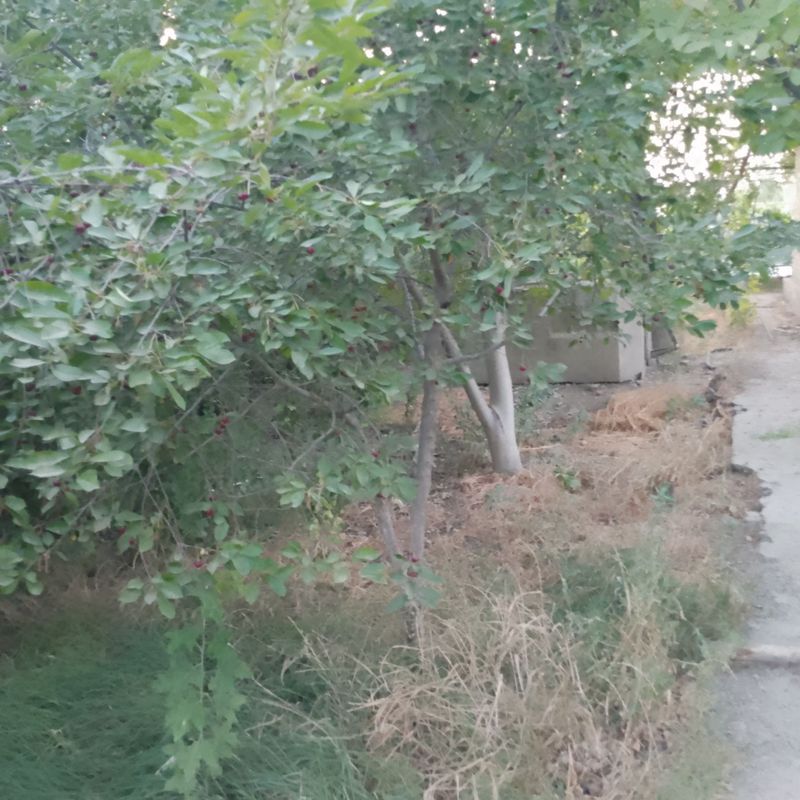 Dacha sotiladi ,2 qavatli,1 qavat 3 xona, 2 qavat 2 xona, sarayi bor Dacha sotiladi ,2 qavatli,1 qavat 3 xona, 2 qavat 2 xona, sarayi bor