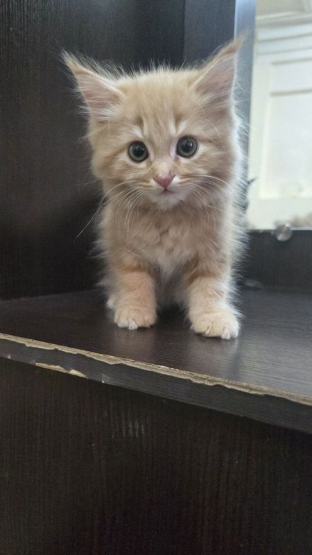 Котята продаётся Английский шеншела Котята продаётся Английский шеншела