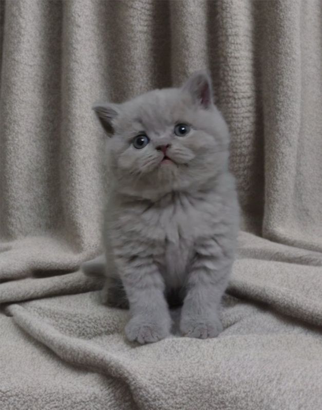 Лиловые крупные котятки Лиловые крупные котятки