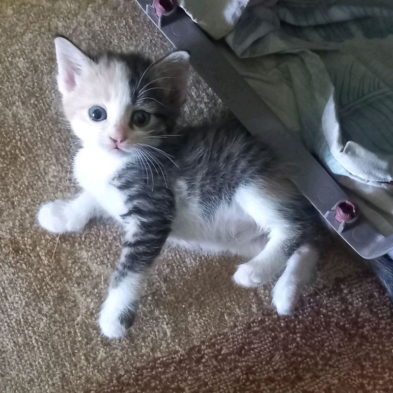 котята, домашние.