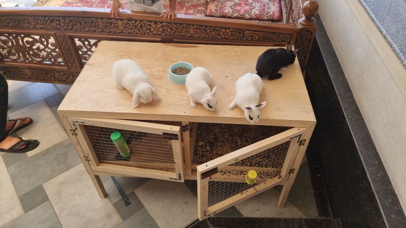 Karlik quyonlar sotiladi+maxsus uychasi bilan Karlik quyonlar sotiladi+maxsus uychasi bilan