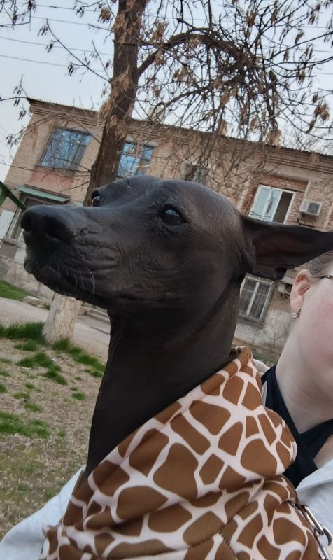 Иннокентий ищет даму сердца Иннокентий ищет даму сердца
