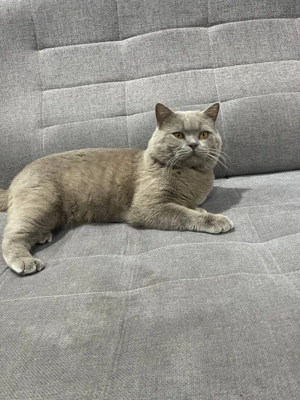 Виязка Британски Кот