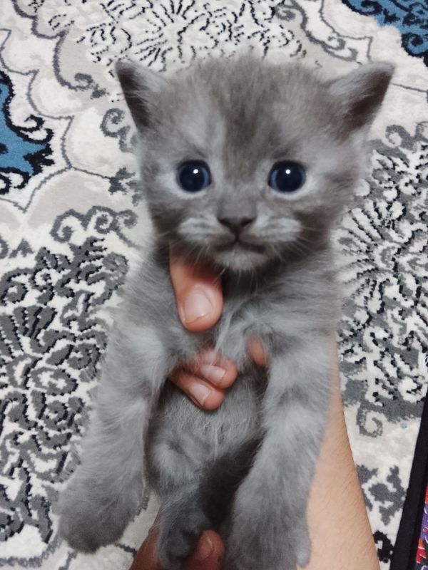 Sotiladi.sotiladi.
