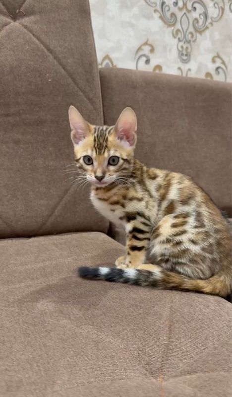 Очень красивый котенок бенгальской породы