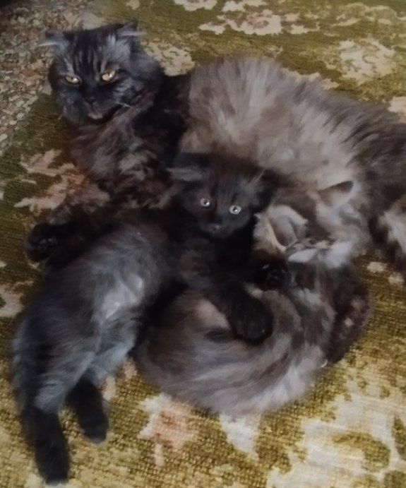 Веслоушка котик мальчик