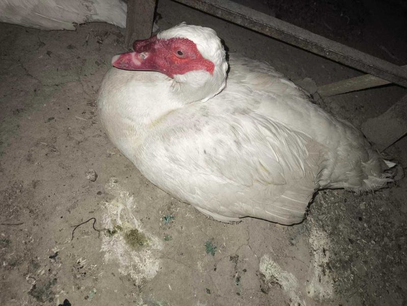 Indautka sotiladi srochna arzon Indautka sotiladi srochna arzon