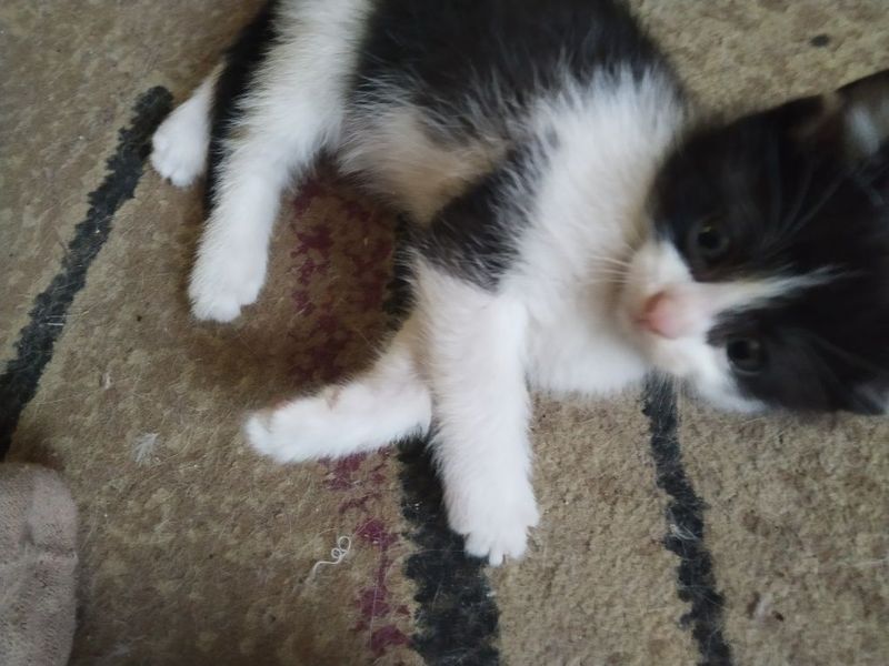 Продается котёнок! Котенок мальчик,полтора месяца,проглистован. Продается котёнок! Котенок мальчик,полтора месяца,проглистован.