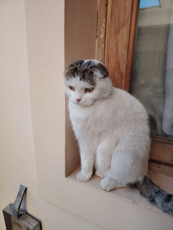 Pradayotsa Koshka Barets Pradayotsa Koshka Barets