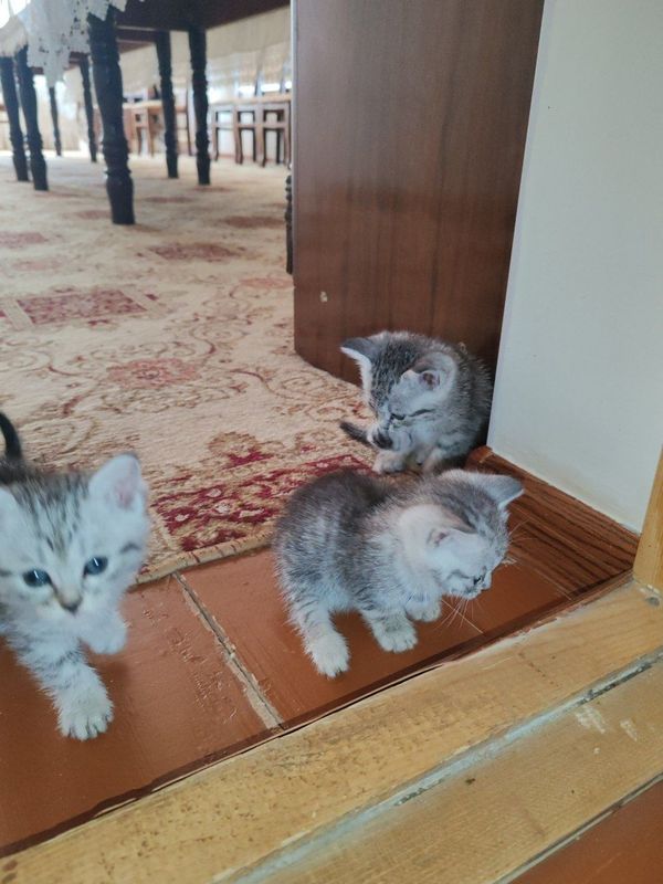 Пышык баллары бар Скоттиш Страйт Пышык баллары бар Скоттиш Страйт