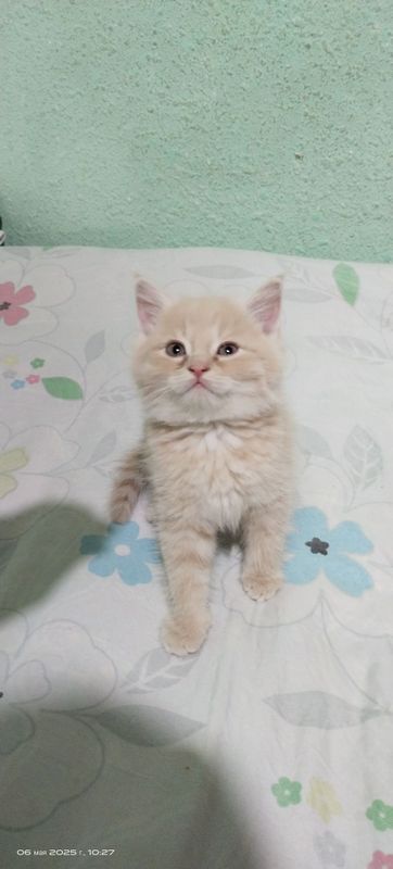 Продаются котята скотишь страйты Продаются котята скотишь страйты