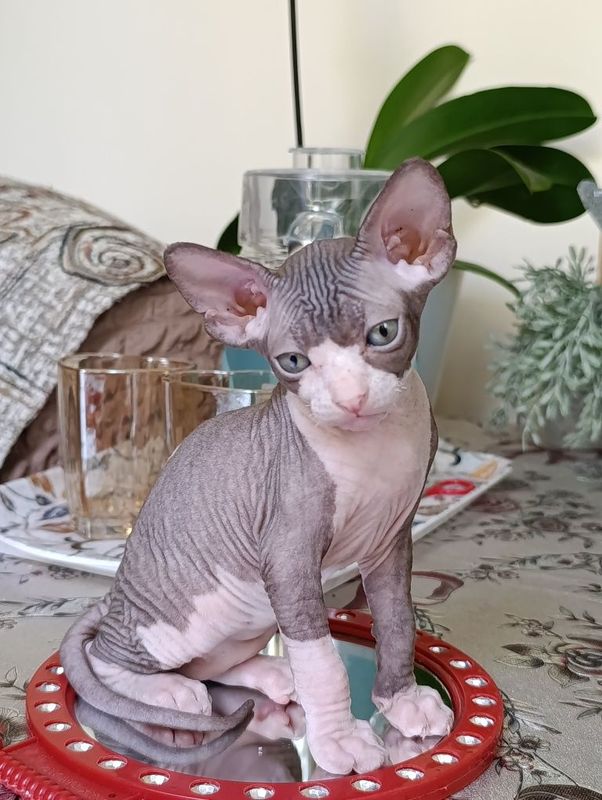 Котята породы Сфинкс Котята породы Сфинкс
