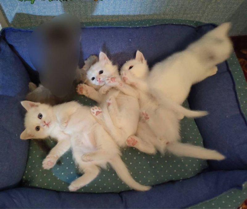Продаются котята 2месяца Турецкий Ангар Продаются котята 2месяца Турецкий Ангар