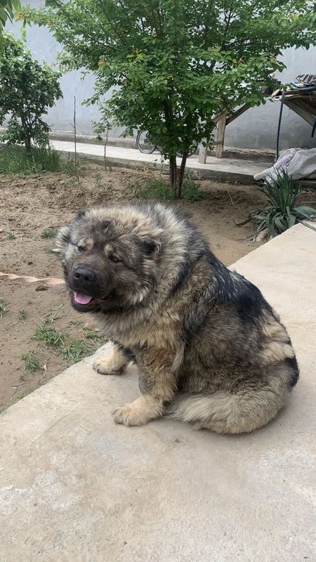 Kavkaz toza qonli juda baqvat narsa Kavkaz toza qonli juda baqvat narsa