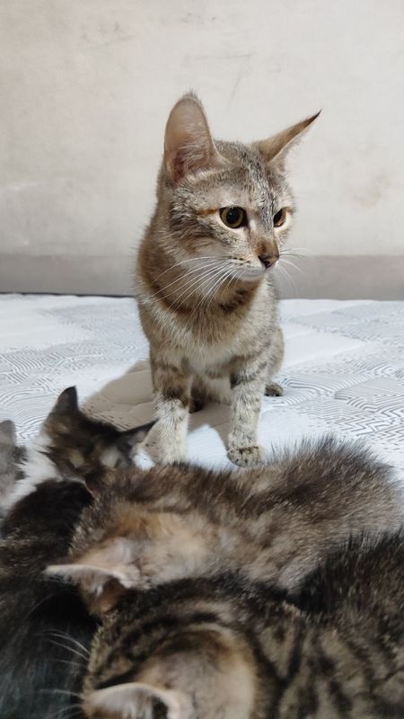 Котята для хорошых рук. Котята для хорошых рук.