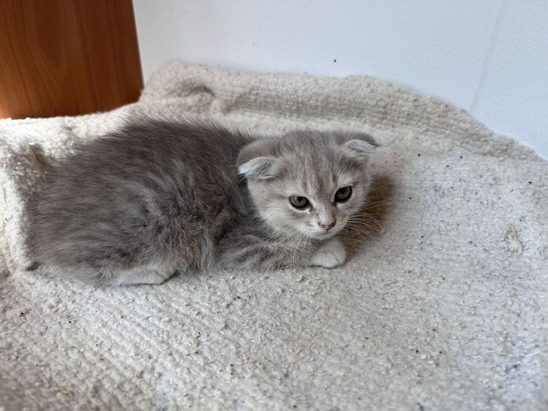 Котята скотиш фолд Котята скотиш фолд