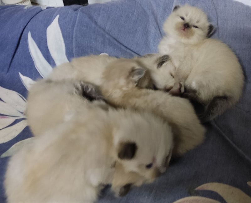 Продаются котята Баленизийской кошки Продаются котята Баленизийской кошки