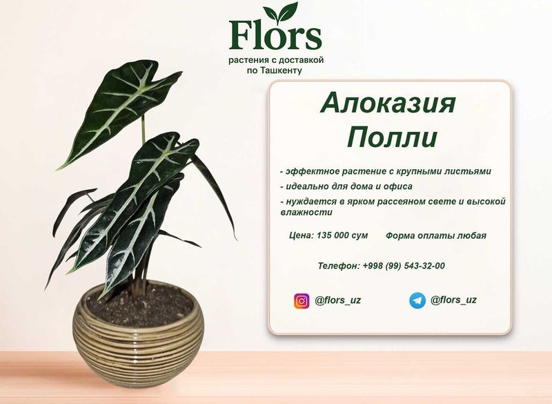Цветы для дома и офиса - растение - Алоказия Полли