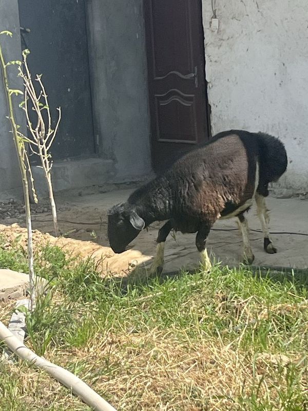 Qo'chqor sotiladi