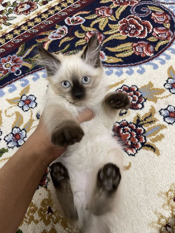 Сиамские чистокровные котята