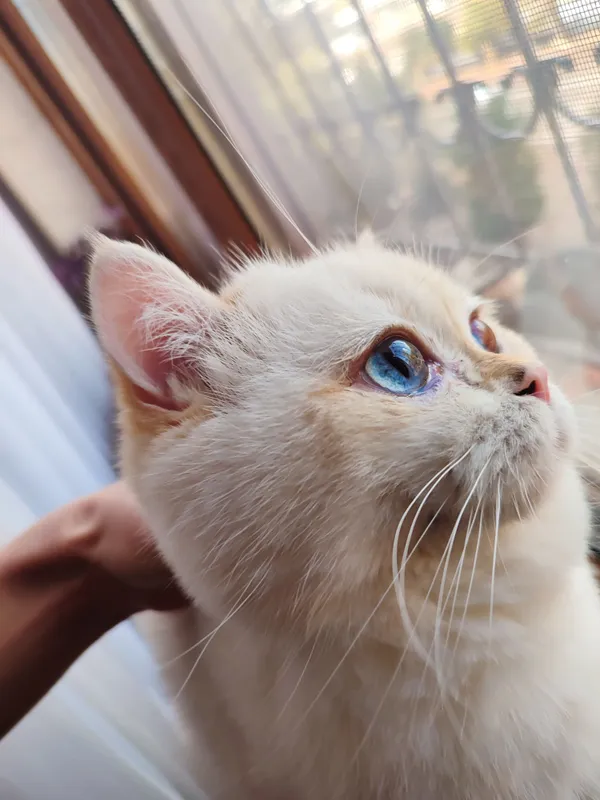 Продается кот британский шиншила Продается кот британский шиншила