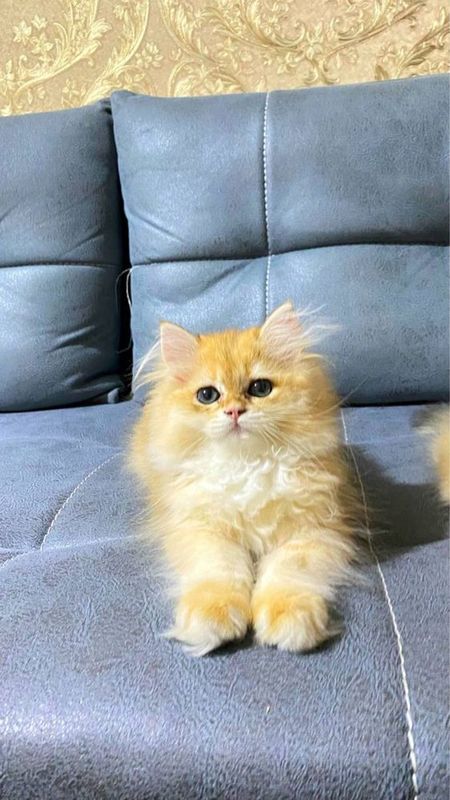 Золотистий шиншила хейлинд Золотистий шиншила хейлинд