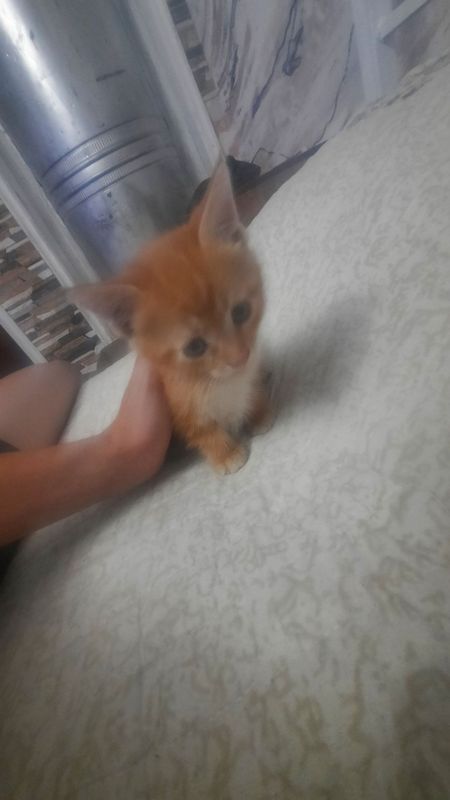 Кошки в добрые руки Кошки в добрые руки