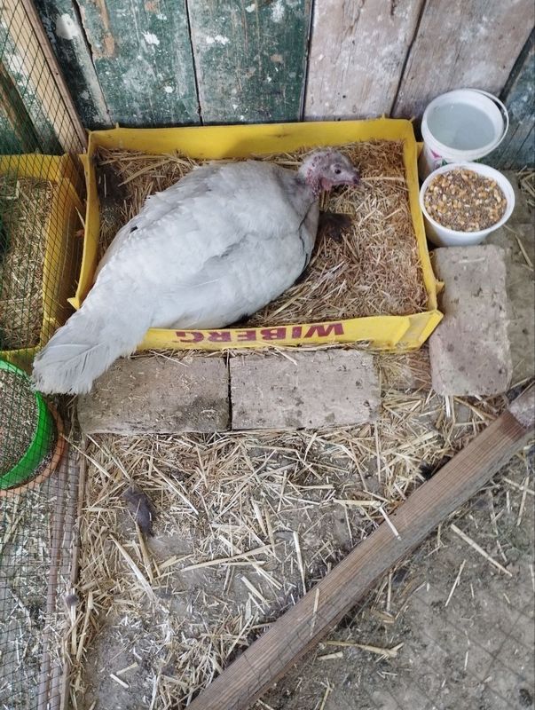 Kurk kurka sotiladi Kurk kurka sotiladi