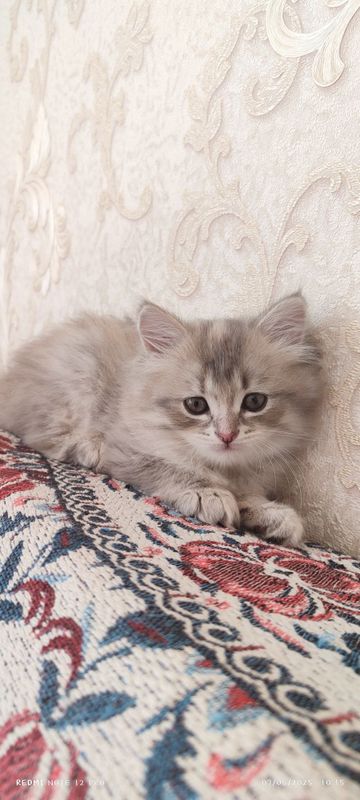 Mushuk (qiz bola) Mushuk (qiz bola)